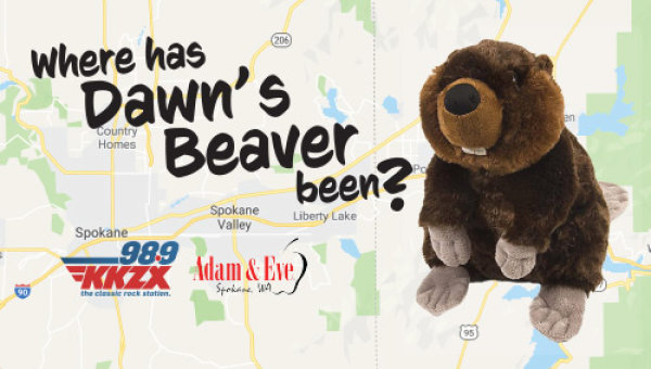 Where Has Dawn's Beaver Been?